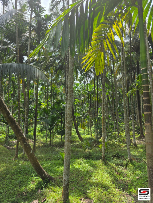 Farmland for sale in Malampuzha, Palakkad