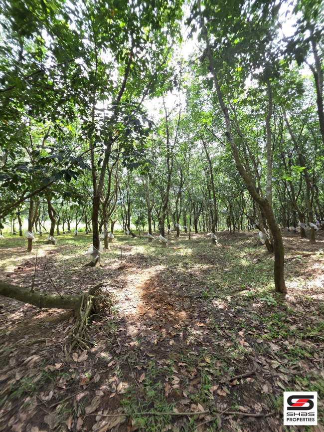 Farmland for sale in Malampuzha, Palakkad