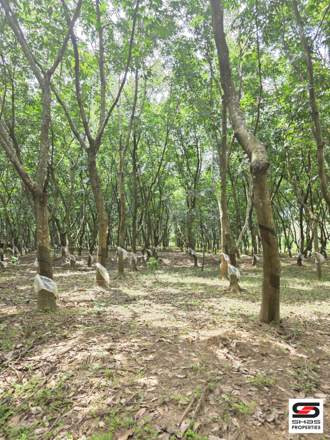 Farmland for sale in Malampuzha, Palakkad