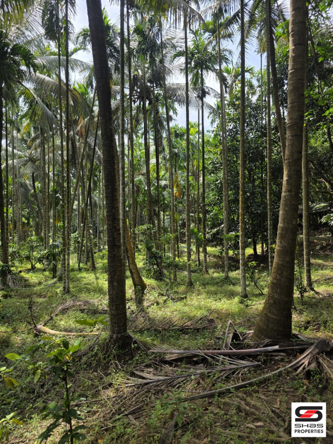 Farmland for sale in Malampuzha, Palakkad