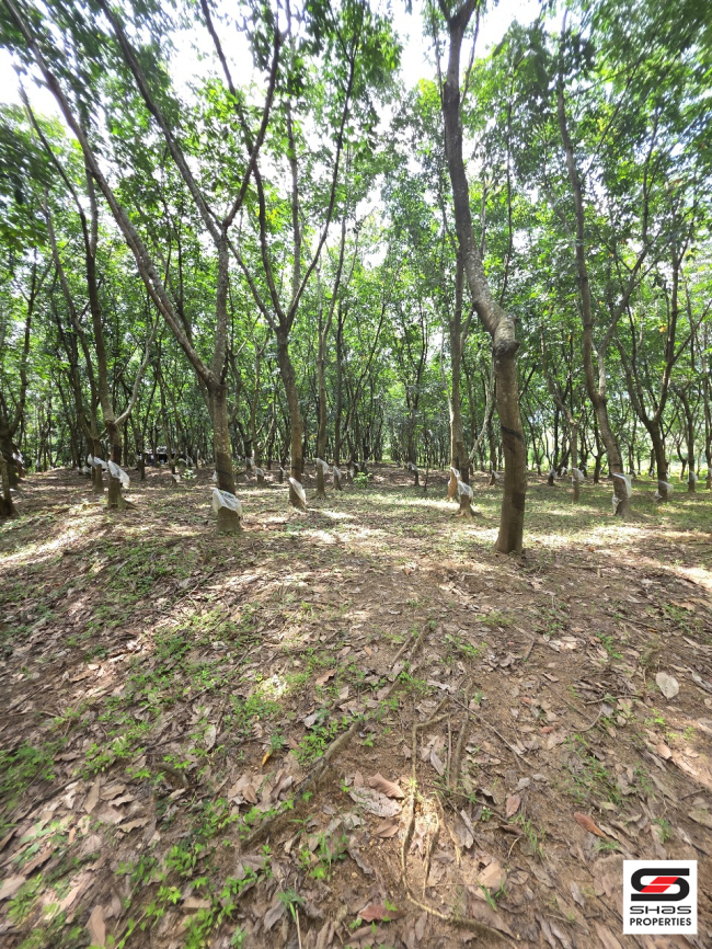 Farmland for sale in Malampuzha, Palakkad