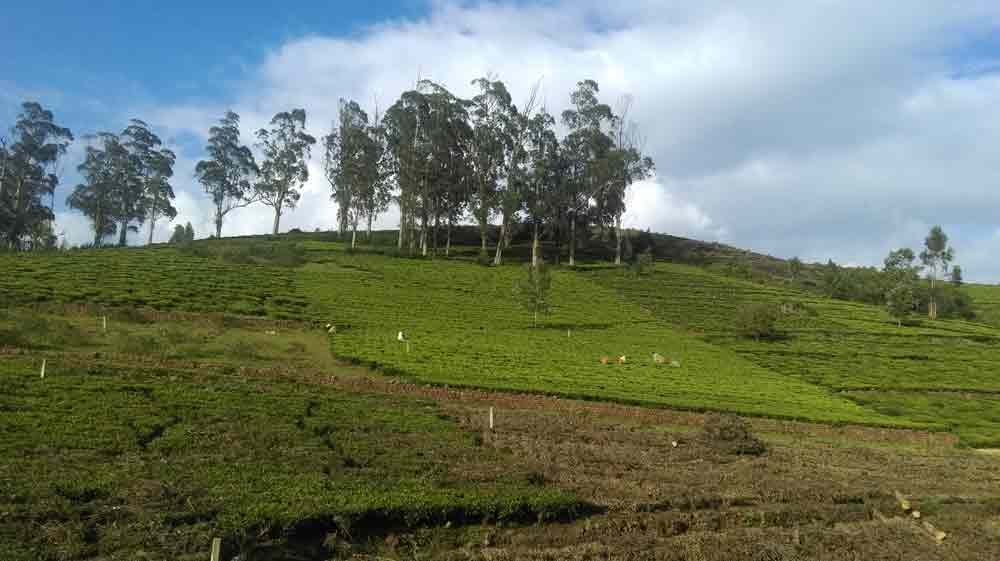 2.5 Acre land for sale in Kotagiri,Ooty