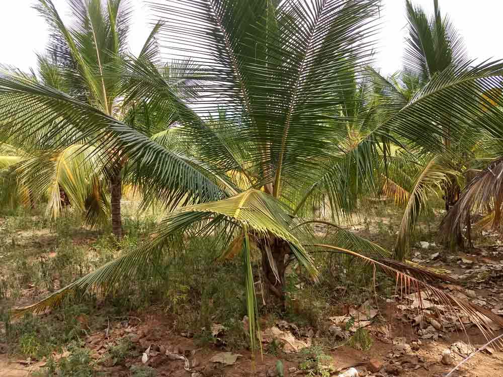 5 acre farmland for sale in Udumalpet, Tamilnadu