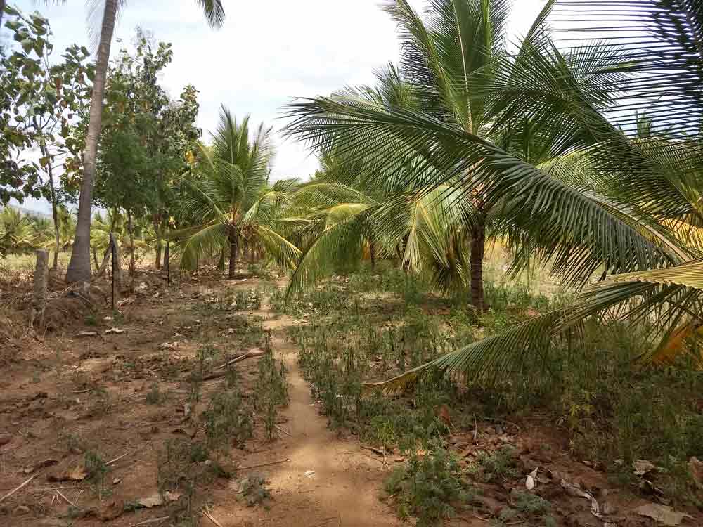 5 acre farmland for sale in Udumalpet, Tamilnadu