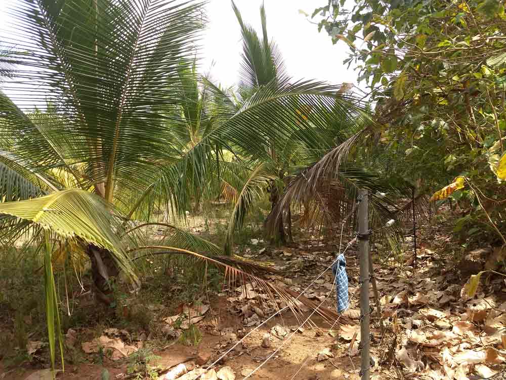 5 acre farmland for sale in Udumalpet, Tamilnadu