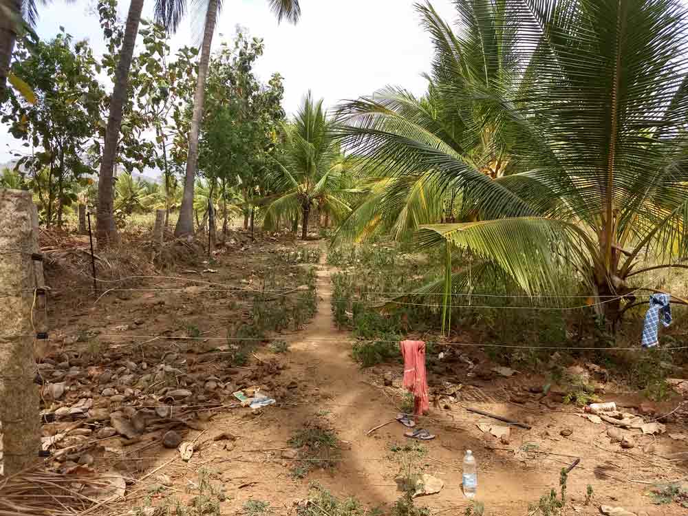 5 acre farmland for sale in Udumalpet, Tamilnadu