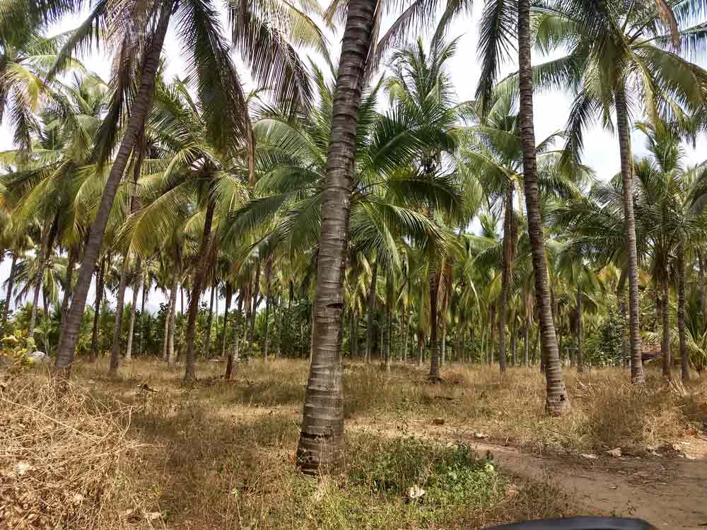 10 acre farmland sale in Udumalpet, Tamilnadu