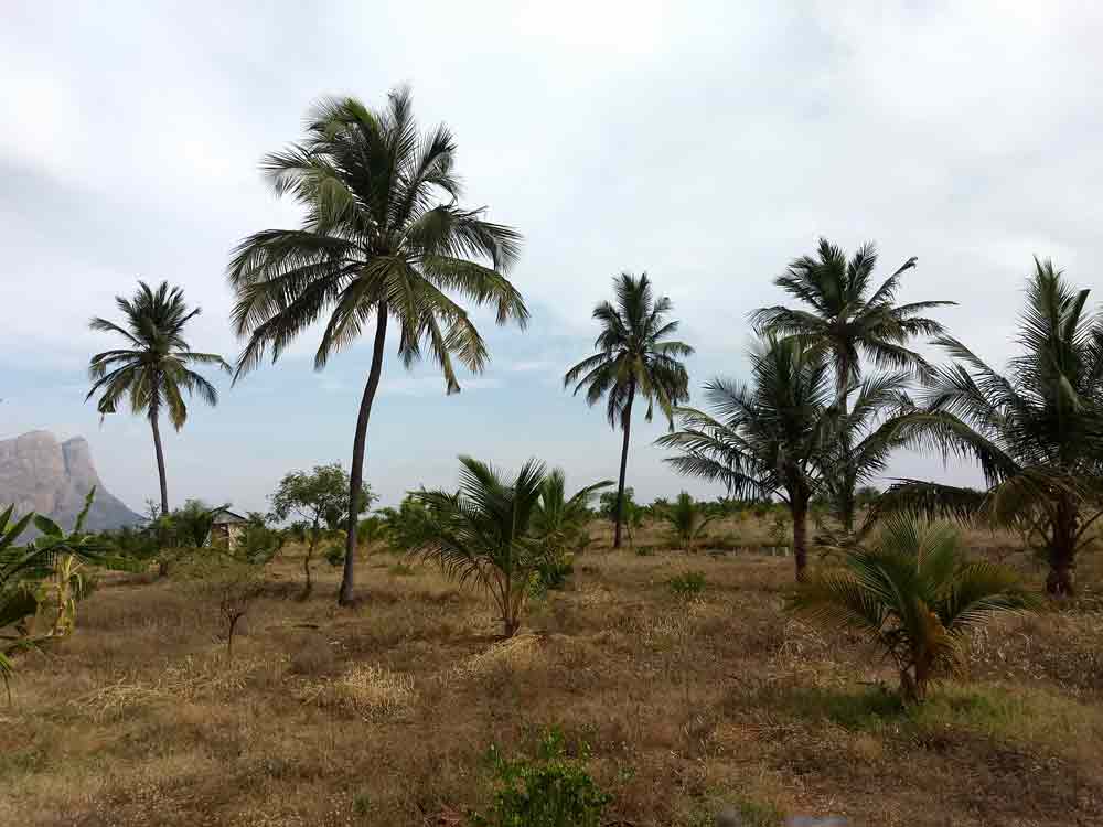 10 Acre farmland for sale in Udumalpet, Tamilnadu