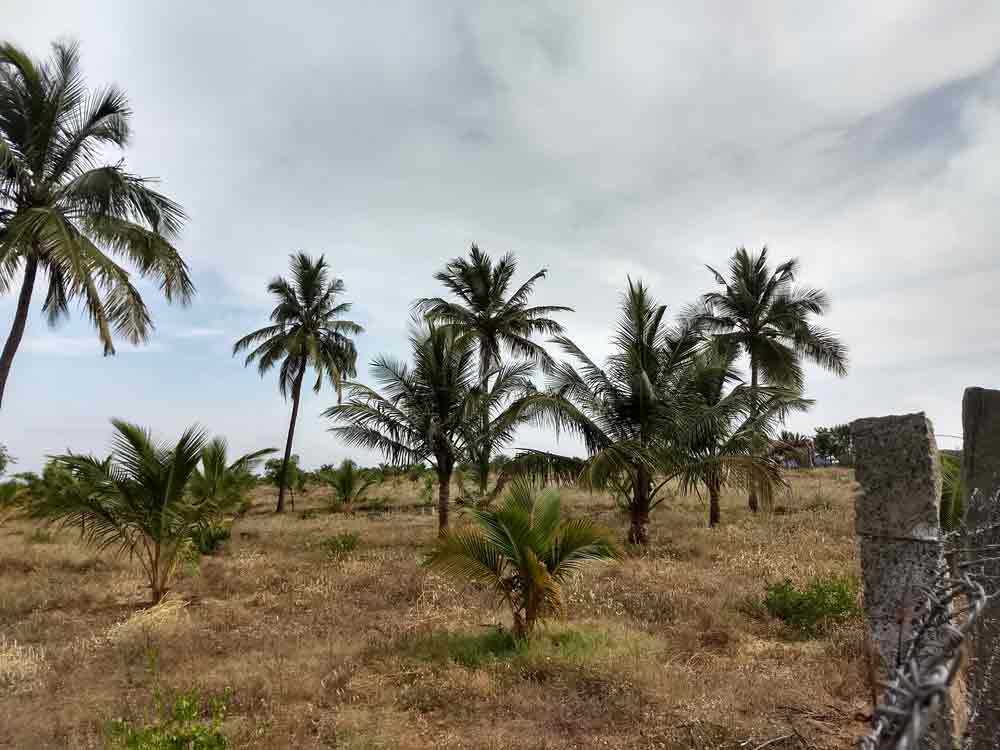 10 Acre farmland for sale in Udumalpet, Tamilnadu