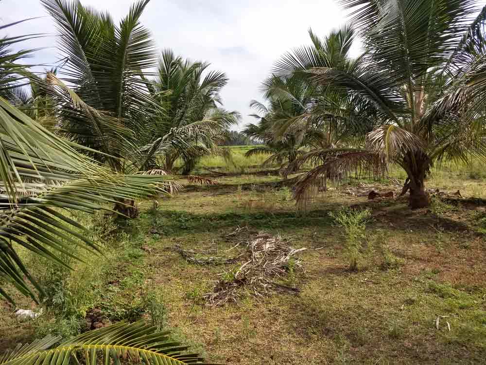 12 Acre farmland for sale in Udumalpet, Tamilnadu