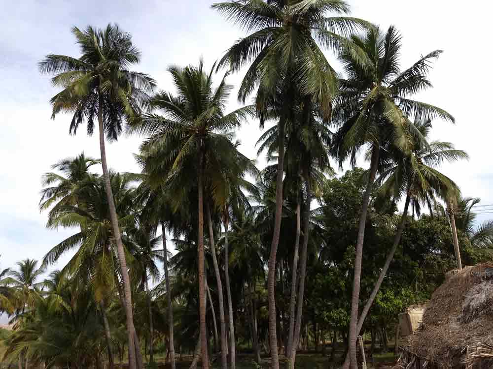12 Acre farmland for sale in Udumalpet, Tamilnadu