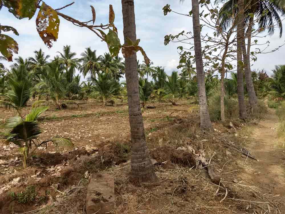 12 Acre farmland for sale in Udumalpet, Tamilnadu