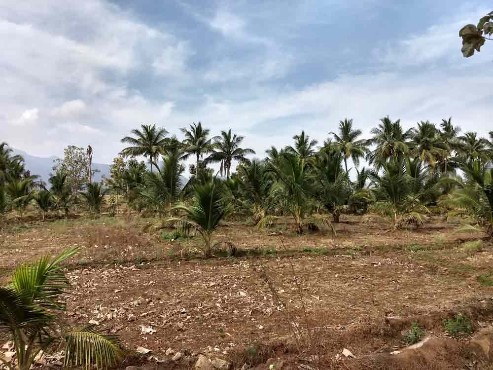 12 Acre farmland for sale in Udumalpet, Tamilnadu
