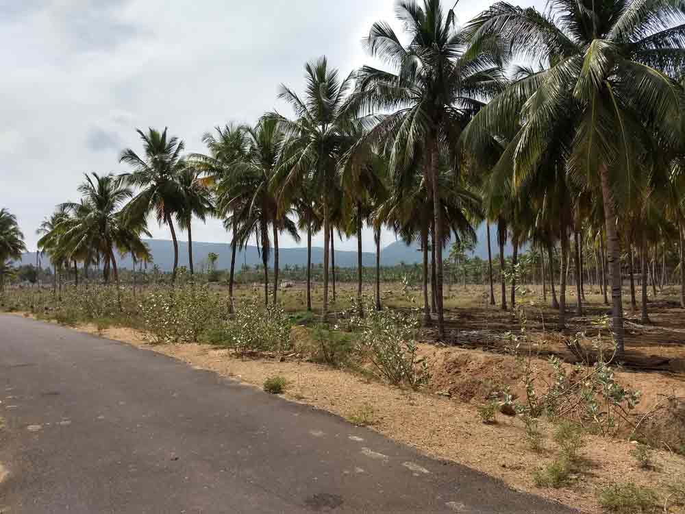 60 Acre farmland for sale in Udumalpet, Tamilnadu