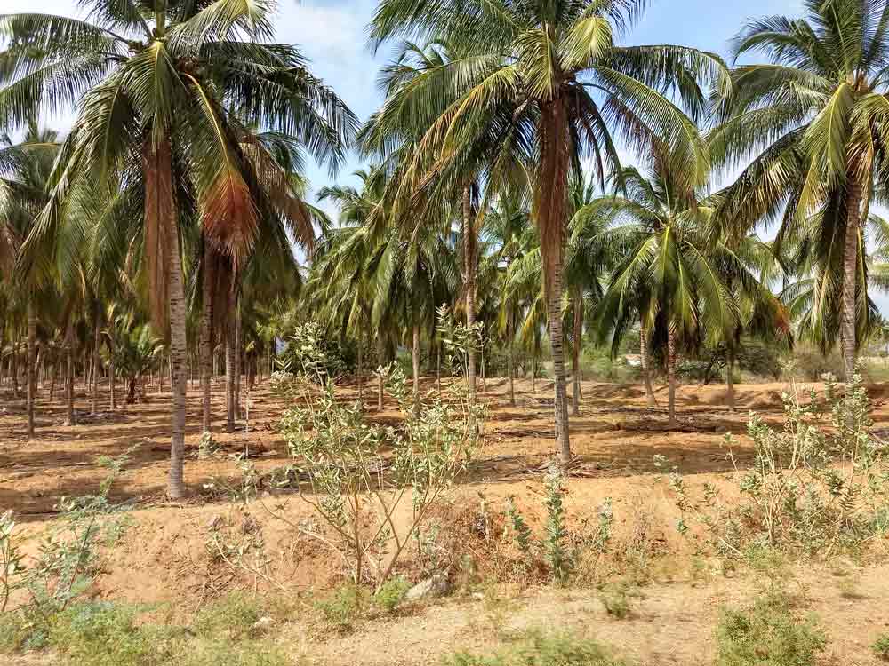 60 Acre farmland for sale in Udumalpet, Tamilnadu