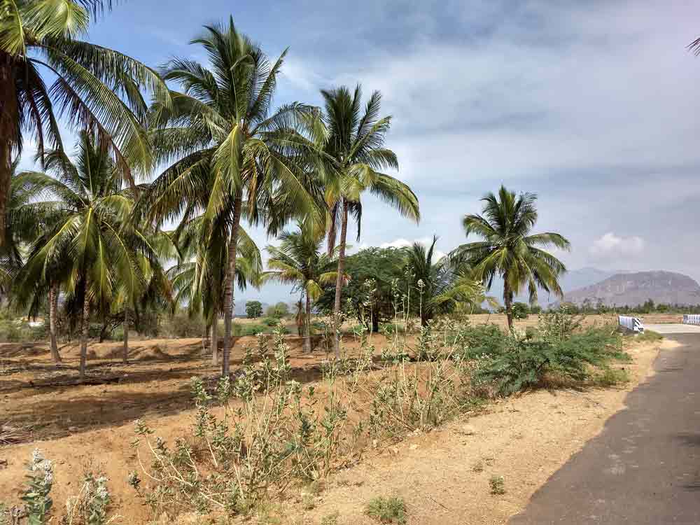 60 Acre farmland for sale in Udumalpet, Tamilnadu