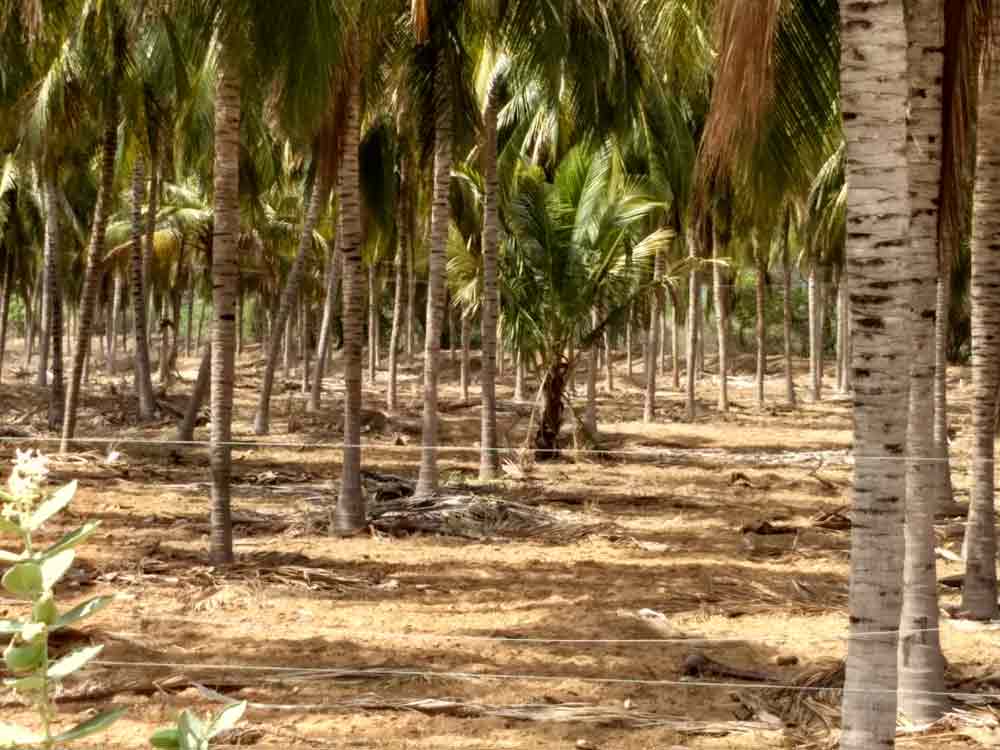 60 Acre farmland for sale in Udumalpet, Tamilnadu