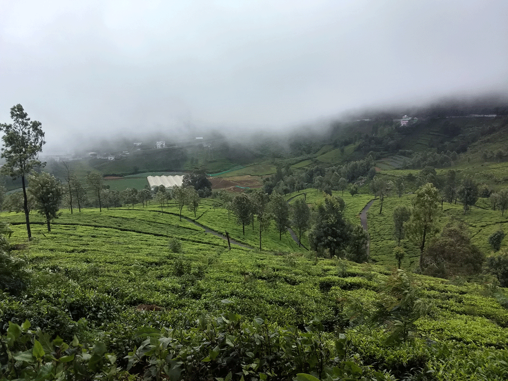 1 Acre land for sale in Kotagiri,Ooty