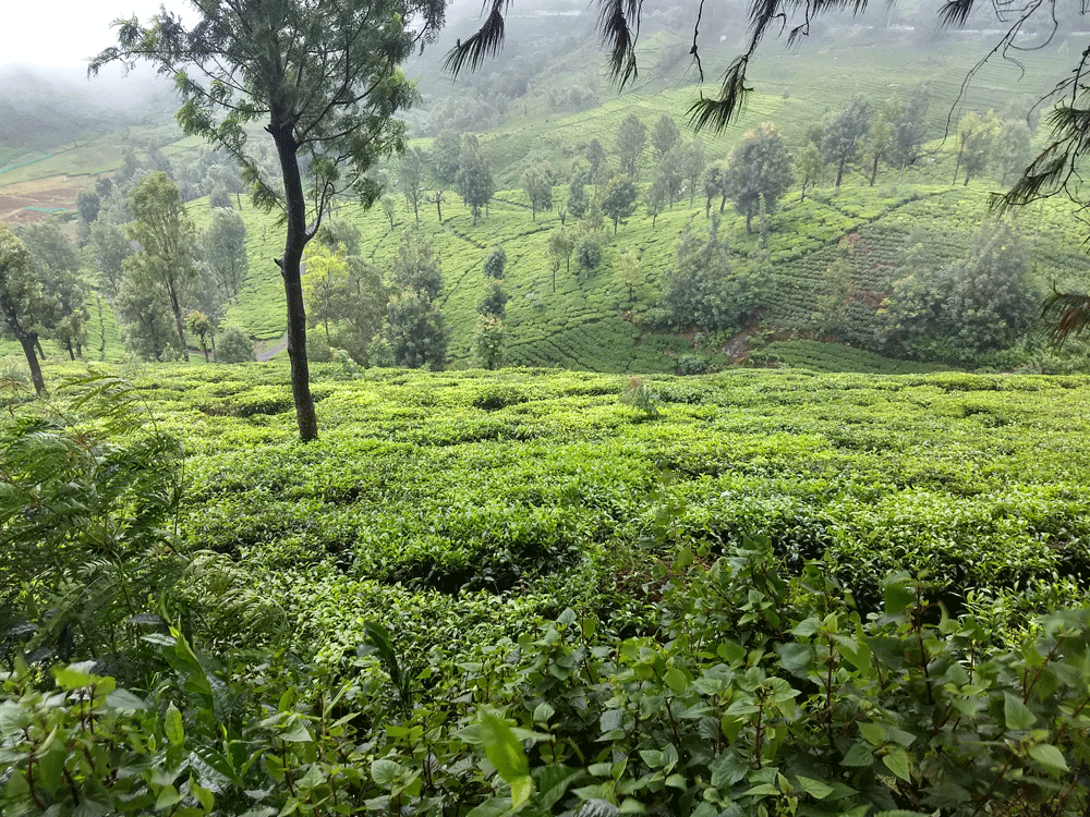 1 Acre land for sale in Kotagiri,Ooty