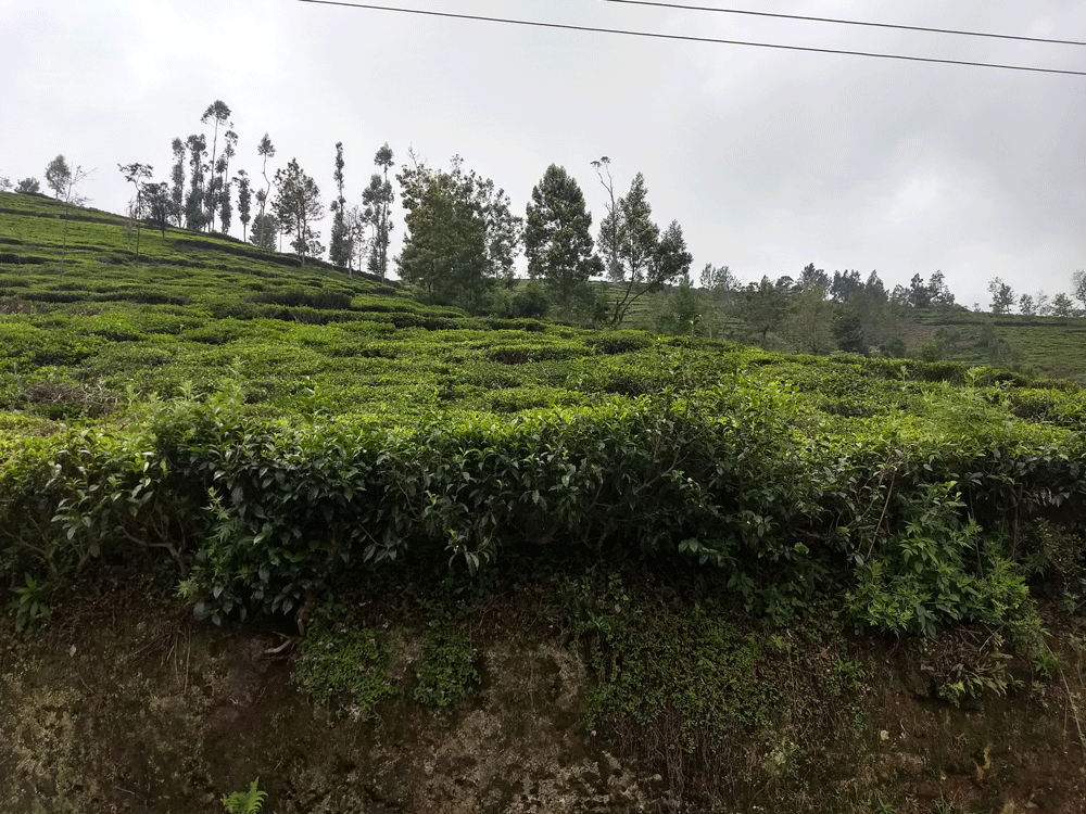 40 cent house plot for sale in Kotagiri,Ooty