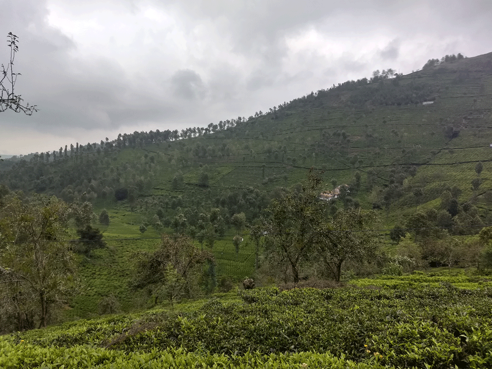 40 cent house plot for sale in Kotagiri,Ooty