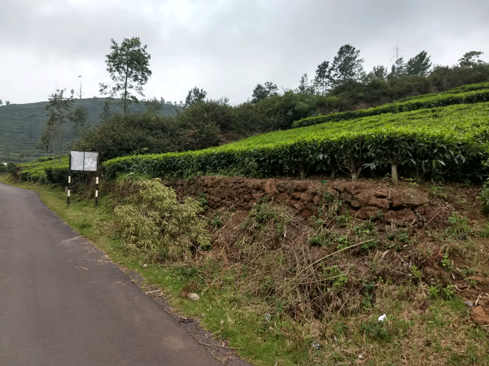 40 cent house plot for sale in Kotagiri,Ooty