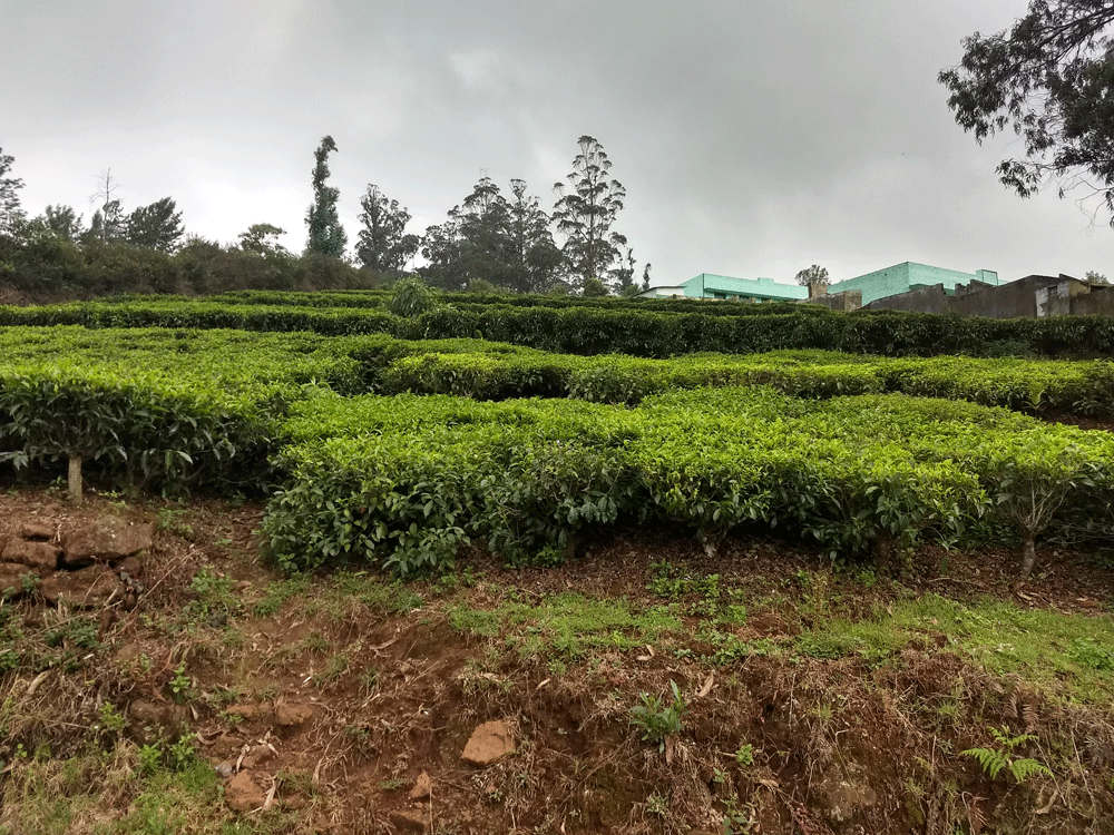 40 cent house plot for sale in Kotagiri,Ooty