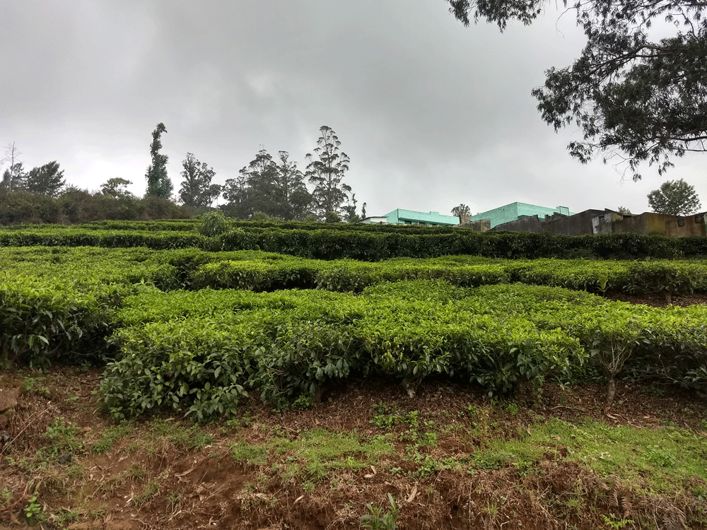 40 cent house plot for sale in Kotagiri,Ooty