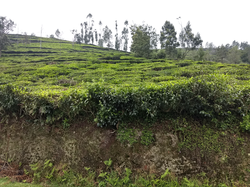 40 cent house plot for sale in Kotagiri,Ooty