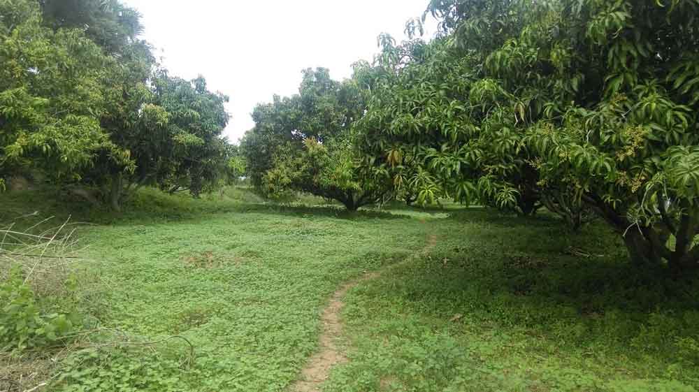 High yielding mango farm of 2 acre at Kozhinjampara Palakkad Kerala