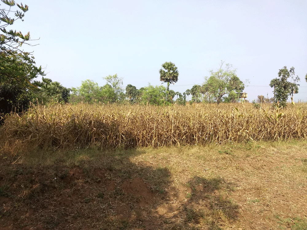 Agricultural land of 4.5 acres is available at Kozhinjampara, Palakkad