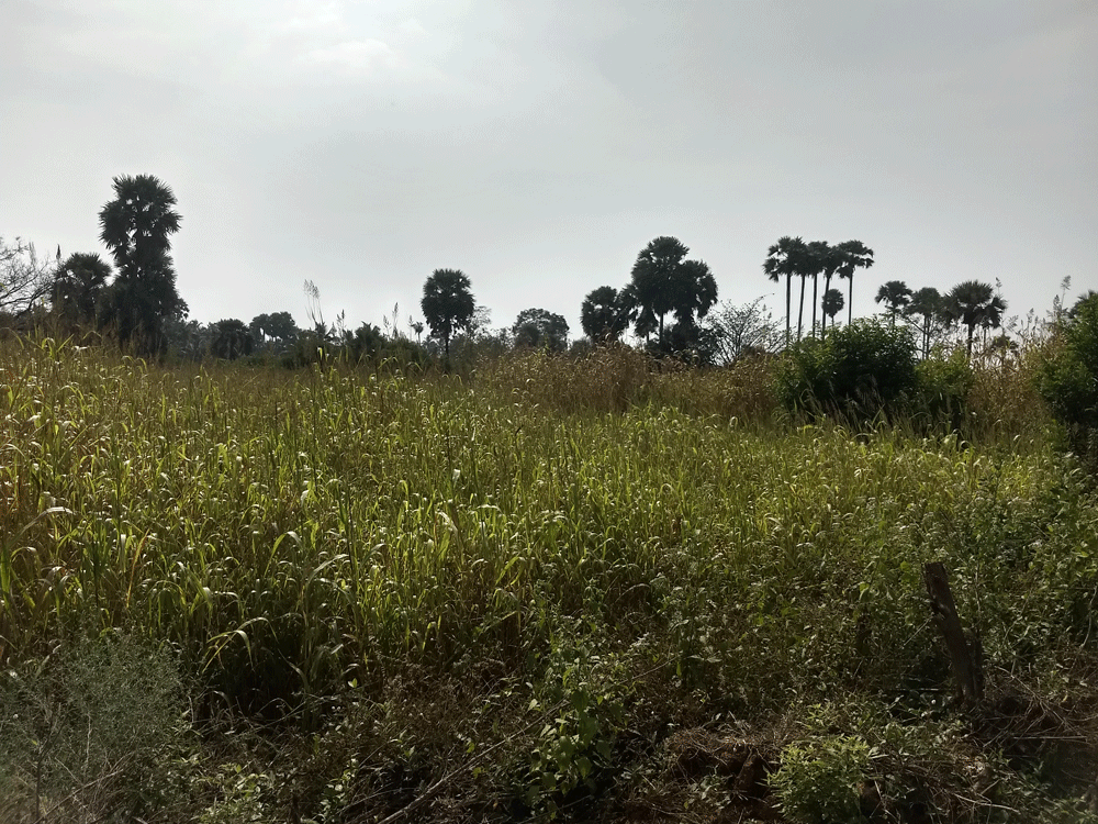 Agricultural land of 4.5 acres is available at Kozhinjampara, Palakkad