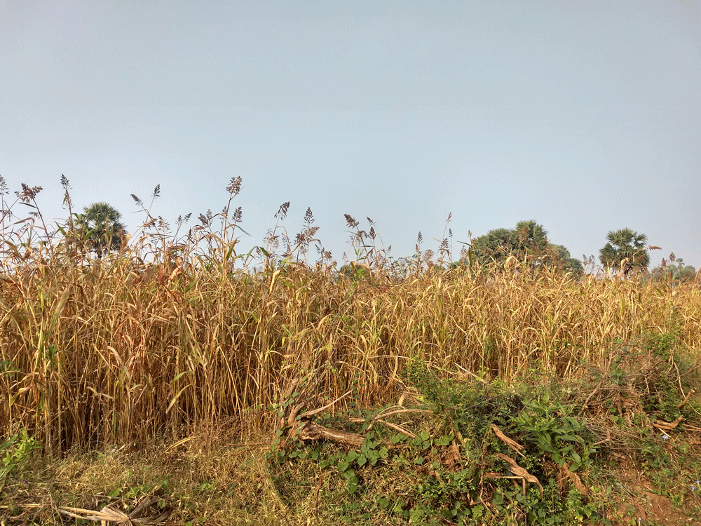 Agricultural land of 4.5 acres is available at Kozhinjampara, Palakkad