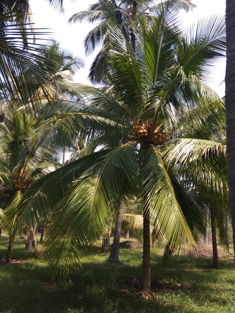 15 Acre coconut farmland for sale in Pollachi,