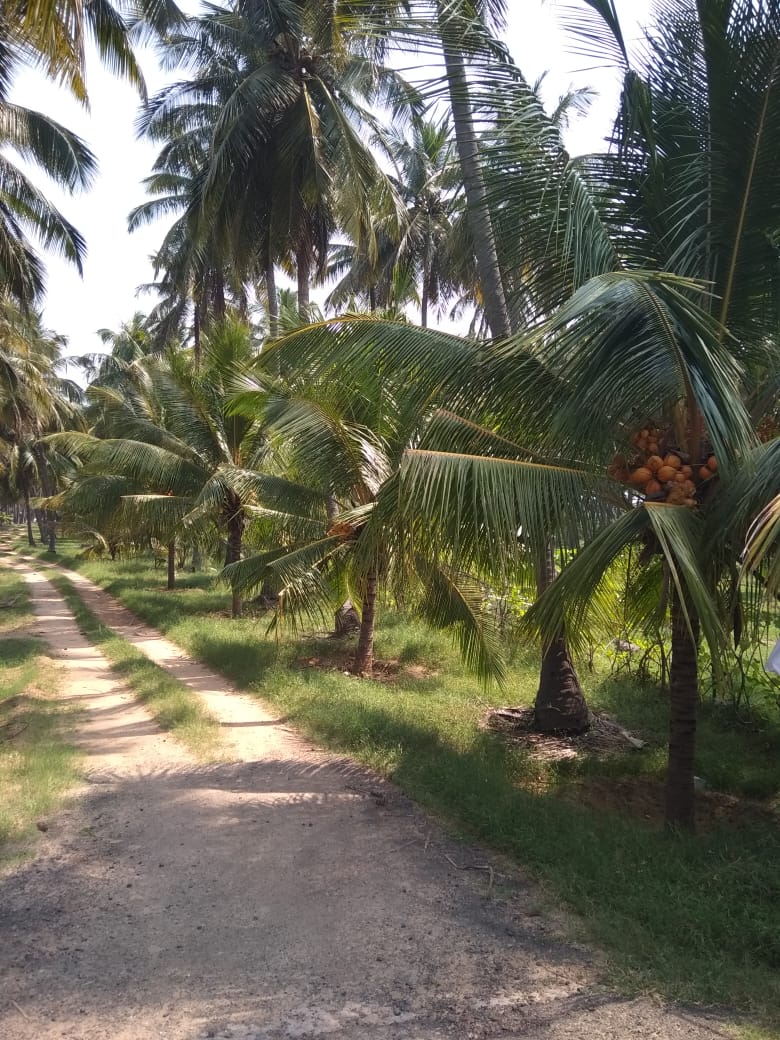 15 Acre coconut farmland for sale in Pollachi,