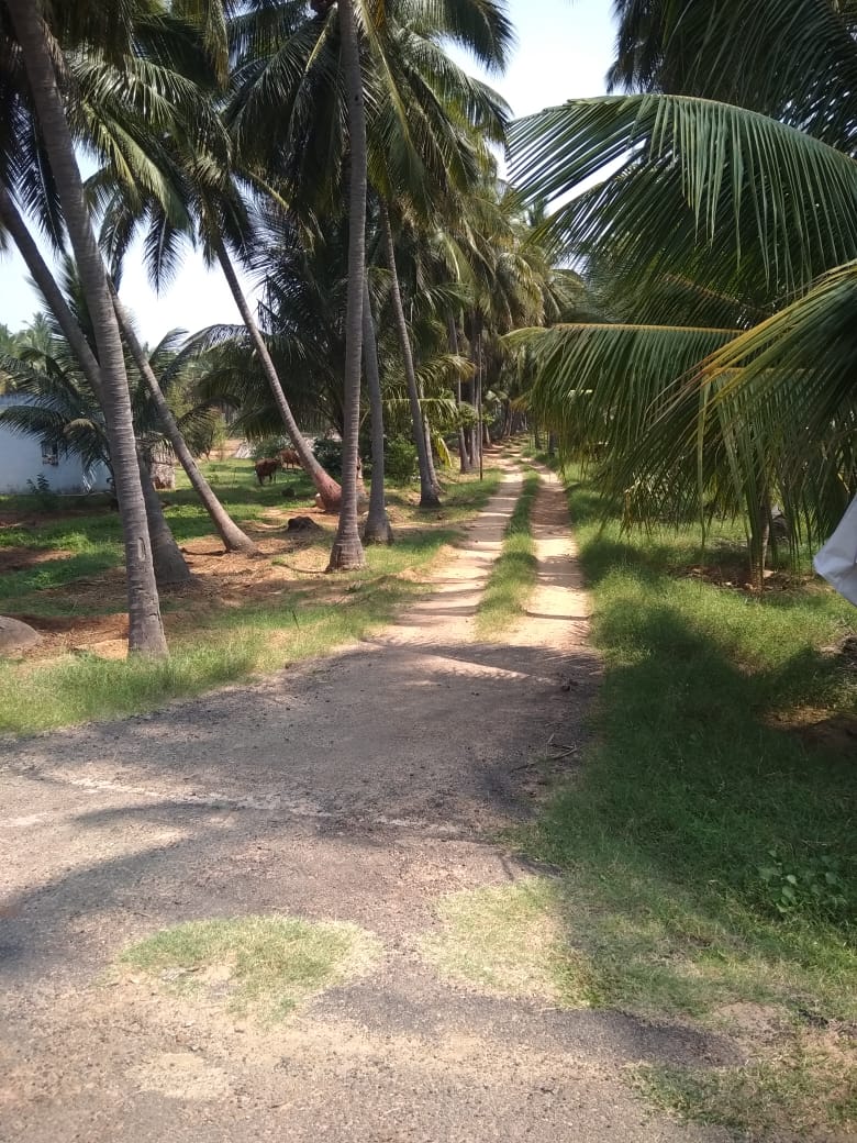 15 Acre coconut farmland for sale in Pollachi,