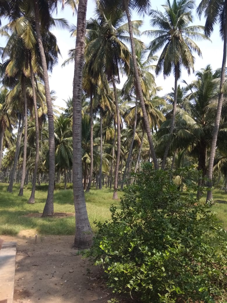 15 Acre coconut farmland for sale in Pollachi,