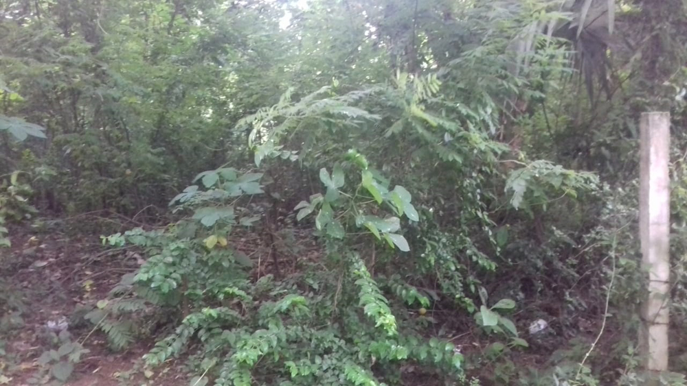 25 cent land house plot for sale Palakkad