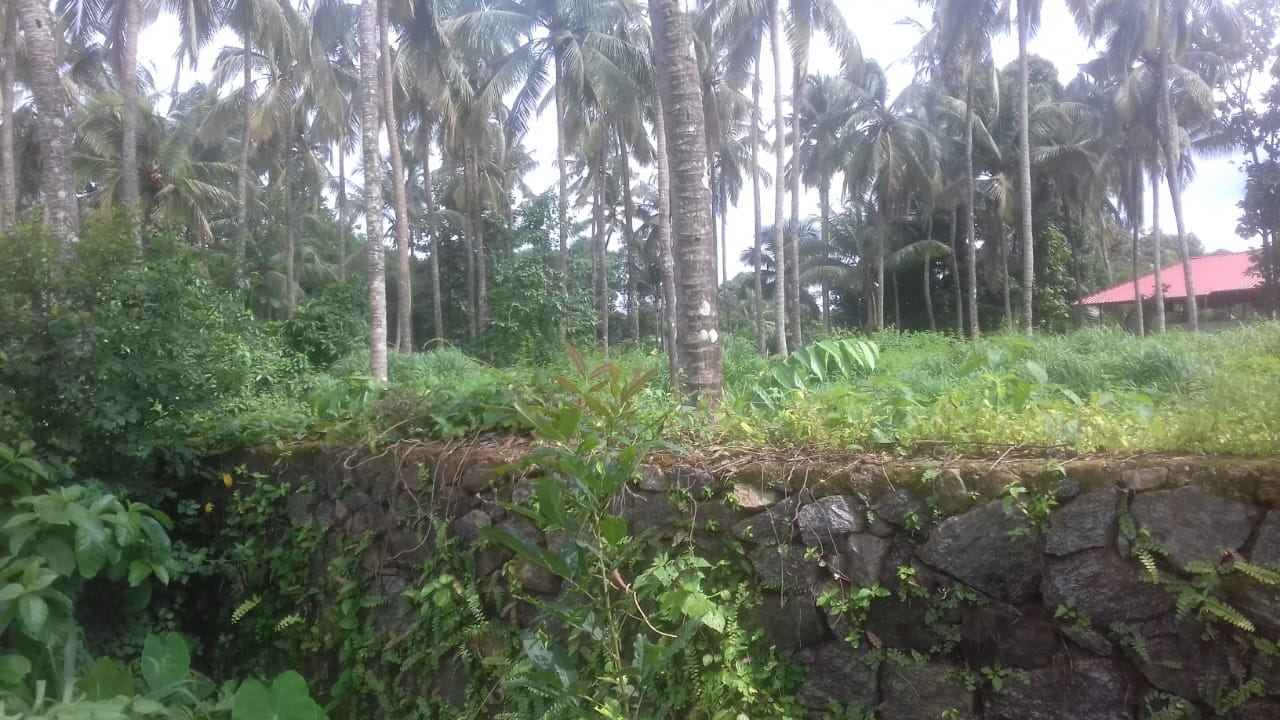 1.25 acre house plot property for sale Kongad, Palakkad