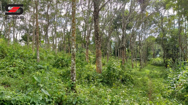5 acre agricultural land for sale Wayanad, Kalpetta