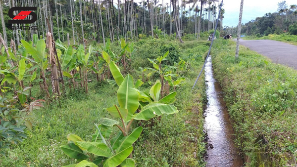 5 acre agricultural land for sale Wayanad, Kalpetta