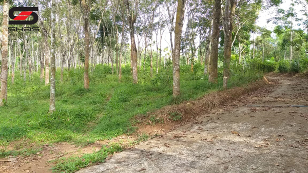 5 acre agricultural land for sale Wayanad, Kalpetta