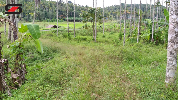 5 acre agricultural land for sale Wayanad, Kalpetta