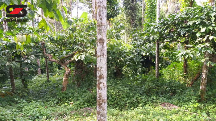 5 acre agricultural land for sale Wayanad, Kalpetta