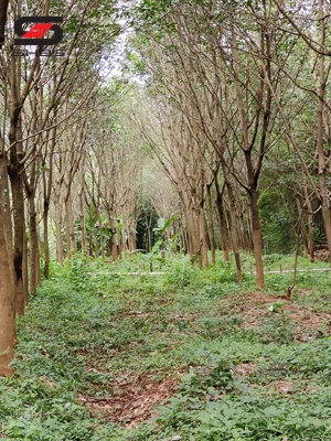 4 acre residential land for sale Palakkad, Kerala
