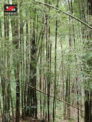 4 acre residential land for sale Palakkad, Kerala