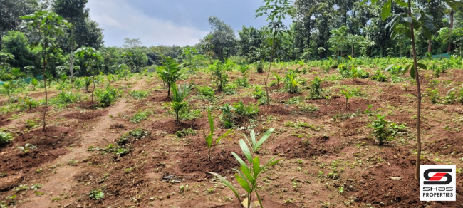 1 Acre farmland for sale at Panamaram, Wayanad