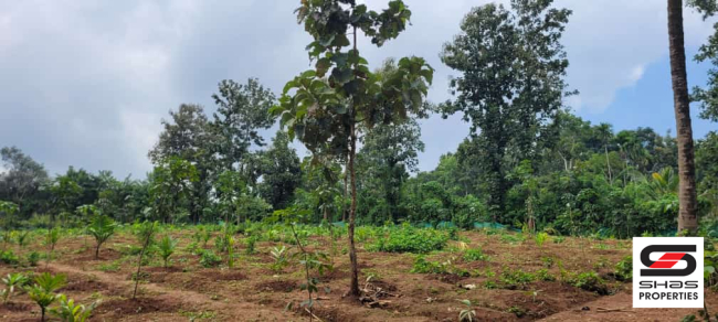 1 Acre farmland for sale at Panamaram, Wayanad