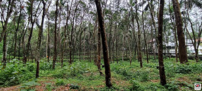 Rubber plot for sale in Aryanad,Trivandrum