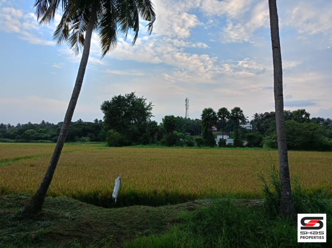 Paddy field for sale in Mattumanda, Palakkad 
